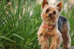 Переваги та недоліки йоркширських тер'єрів Переваги та недоліки йоркширських тер'єрів